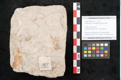 Foto (Objekt + Etikett) von Podocarpus hochstetteri Ettingshausen (NHMW-GEO-2024-0188-10115)